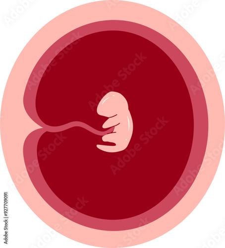 Human embryonic development 1 month