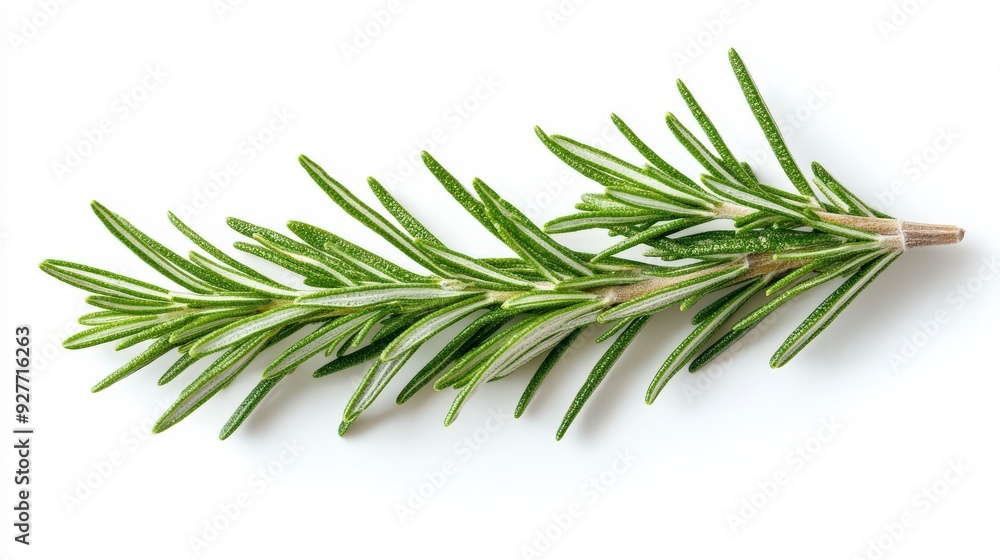 Sprig of rosemary with green leaves and a brown stem on a white background. Sprig of rosemary with green leaves and a brown stem on a white background.