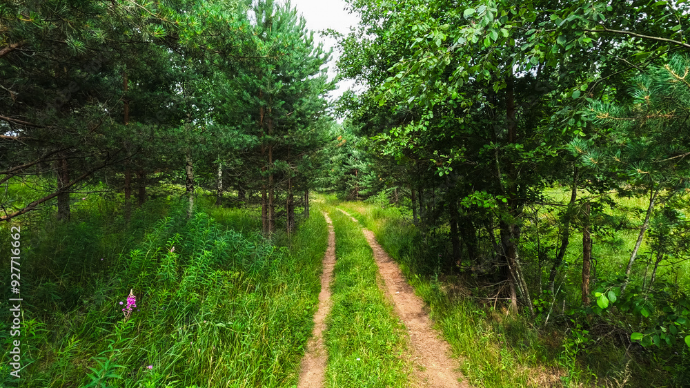 Fototapeta premium Summer Pine Forest