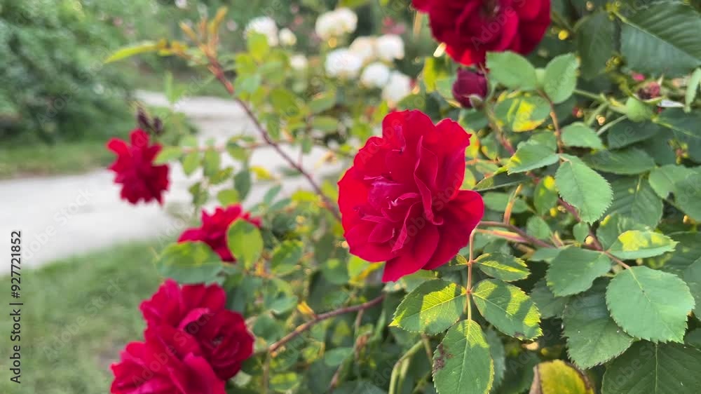 Dark red rose flowers grows on a bush against the background of garden. Background. Is illuminated by the golden evening sun. Summer vibes. For video presentation, advertising. Close view. Dark red rose flowers grows on a bush against the background of garden. Background. Is illuminated by the golden evening sun. Summer vibes. For video presentation, advertising. Close view.
