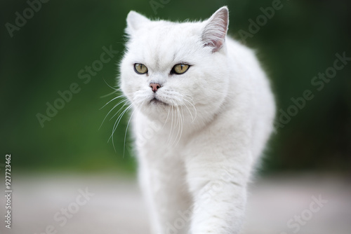 british shorthair cat portrait close up outdoors