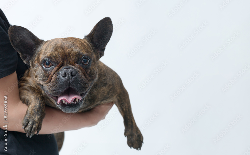 Dog owner holding a French Bulldog Dog owner holding a French Bulldog