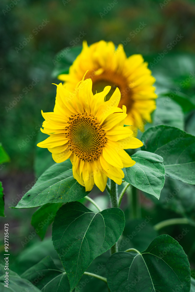 Sunflower is a plant in the garden in the village. Two sunflowers