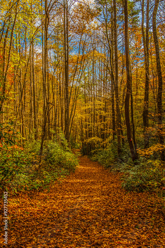 Autumn fall foliage surrounds hiking path carpeted with fallen leaves in rural Tennessee.