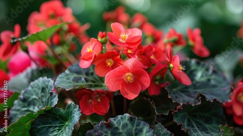 Red flowers bloom on Begonia semperflorens photo