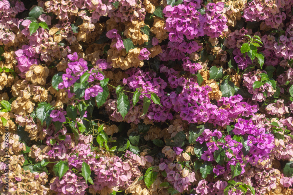Obraz premium Pink and yellow flowers on the tree