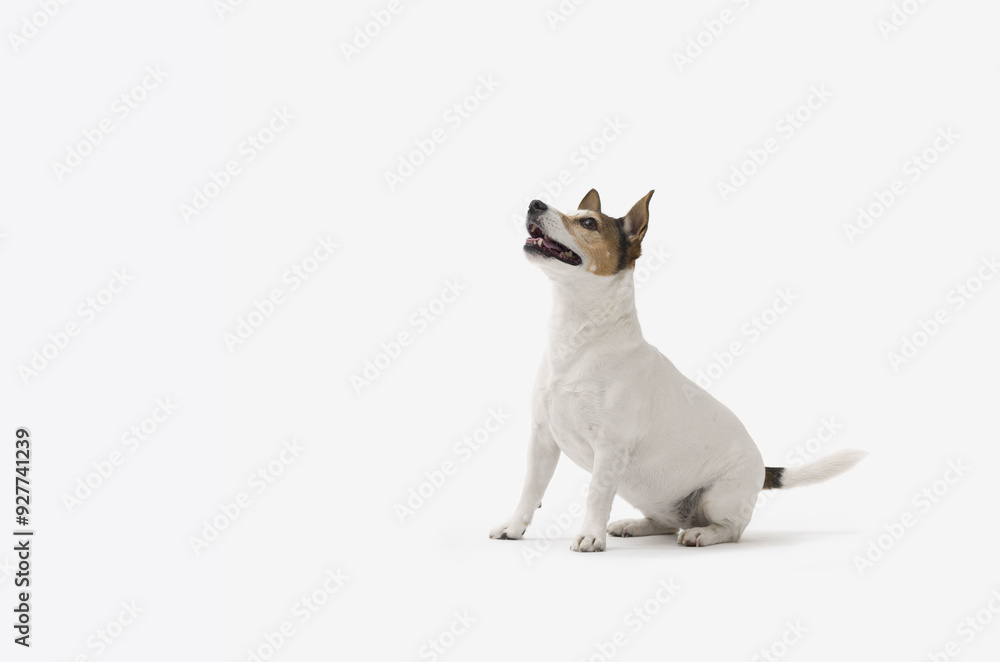 Obraz premium Jack Russell terrier on white background