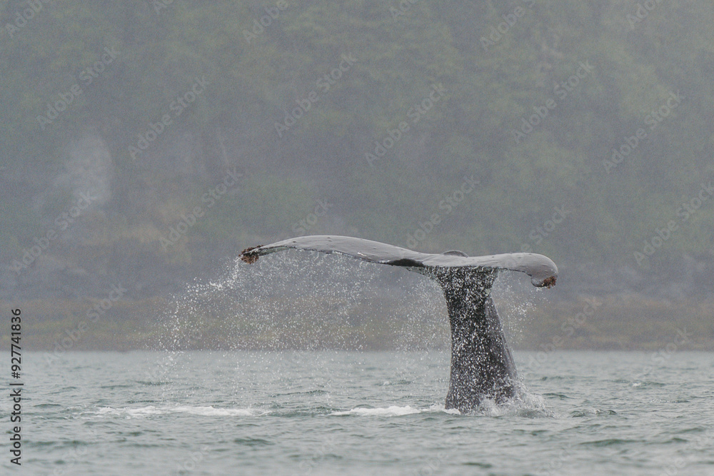 Naklejka premium Humpback whale tale fluke in Juneau, Alaska