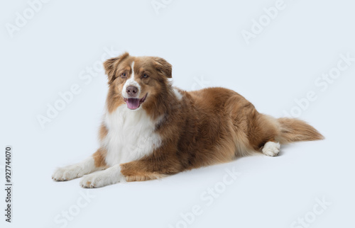 Lovely Australian Sheperd lying down