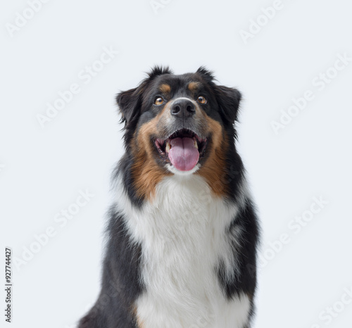 Portrait of a happy dog, Australian Sheperd breed