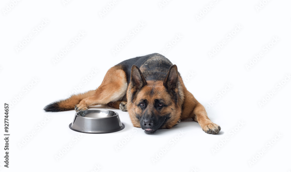 Hungry dog waiting and empty bowl Hungry dog waiting and empty bowl