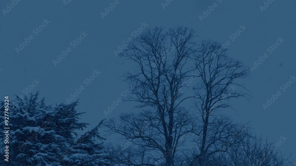 Snowing On Trees Evening Winter Landscape Snowing On Trees Evening Winter Landscape