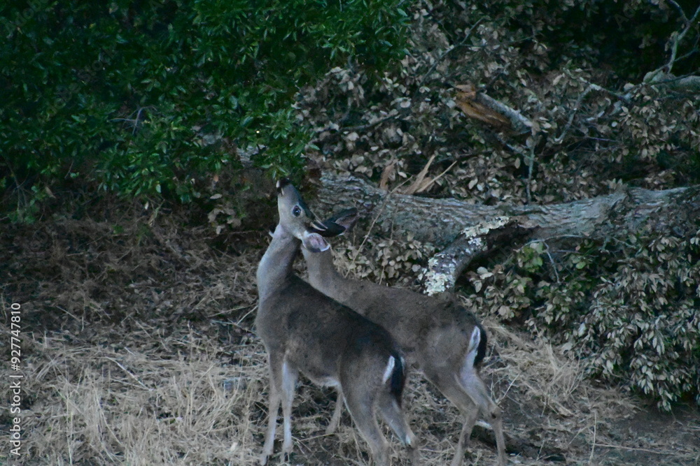 deer in the forest deer in the forest