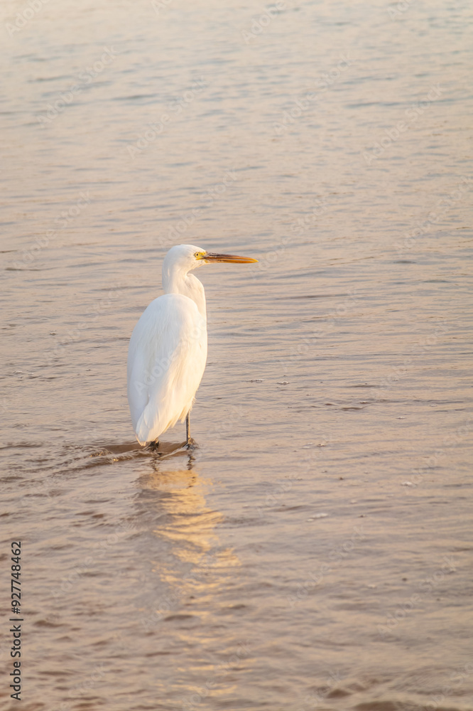 Obraz premium Great egret (Ardea alba), a medium-sized white heron fishing on the sea beach