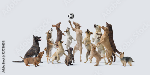 Happy dogs playing soccer together photo