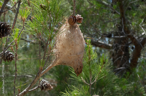 Silken tent made by larvae of Pine processionary in pine tree