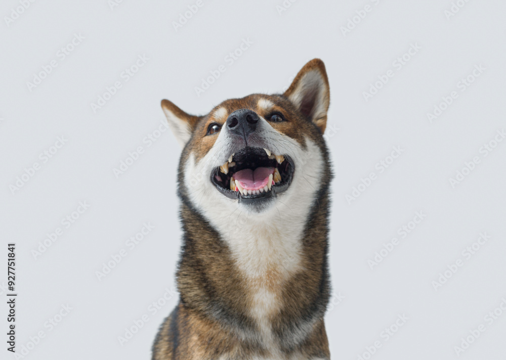 Happy dog smiling and laughing