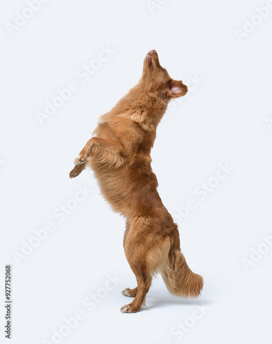 Tableau sur toile Dog jumping and standing on its hind legs