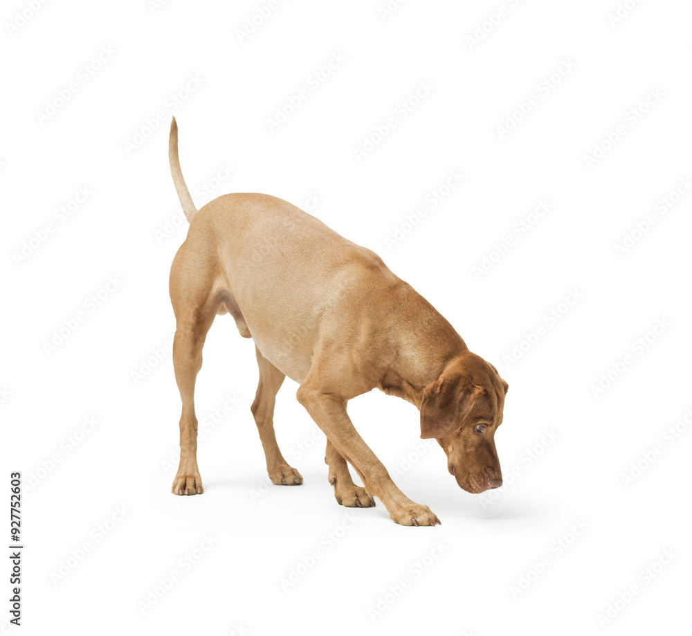 Obraz premium Dog hungarian Vizsla isolated on white background