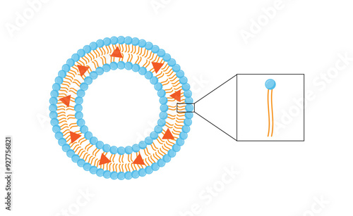 Liposome, with hydrophobic load. Phospholipids, Drug encapsulation. Vector illustration.