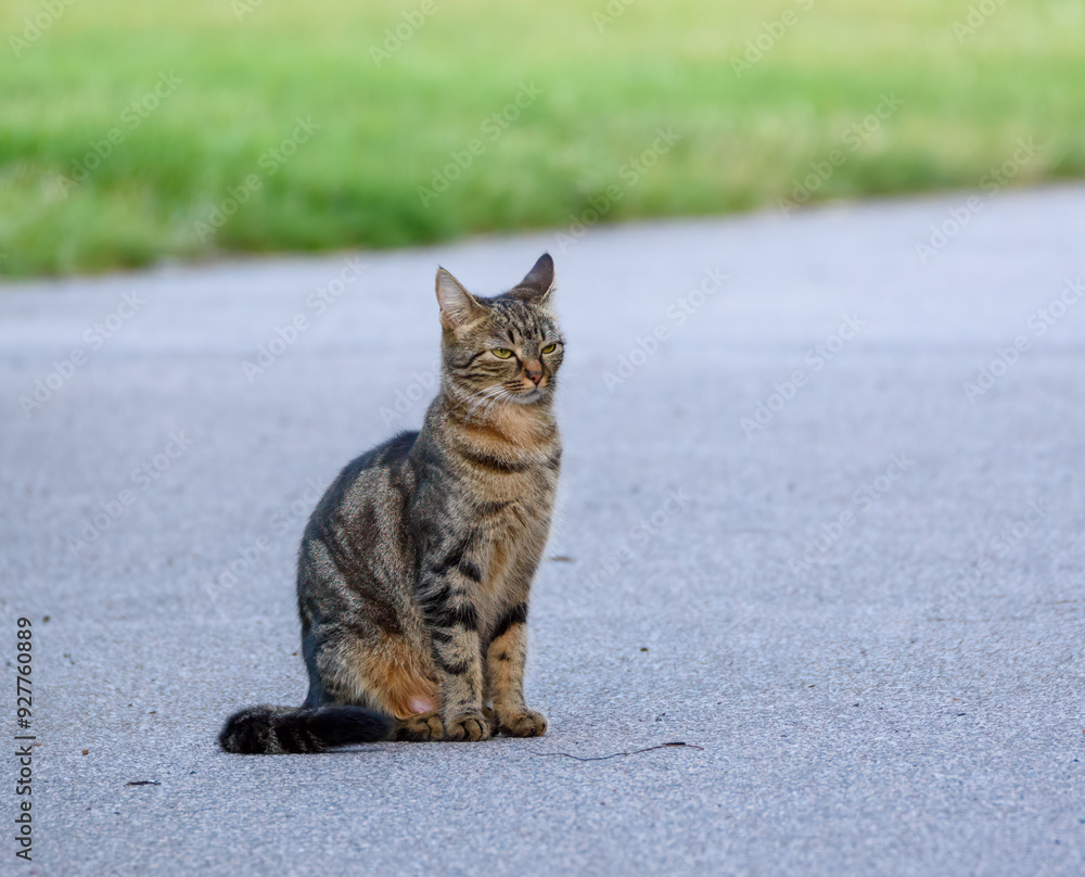 Cat sitting on asphalt walkway