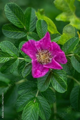 A full-blown rosehip flower grows in forests