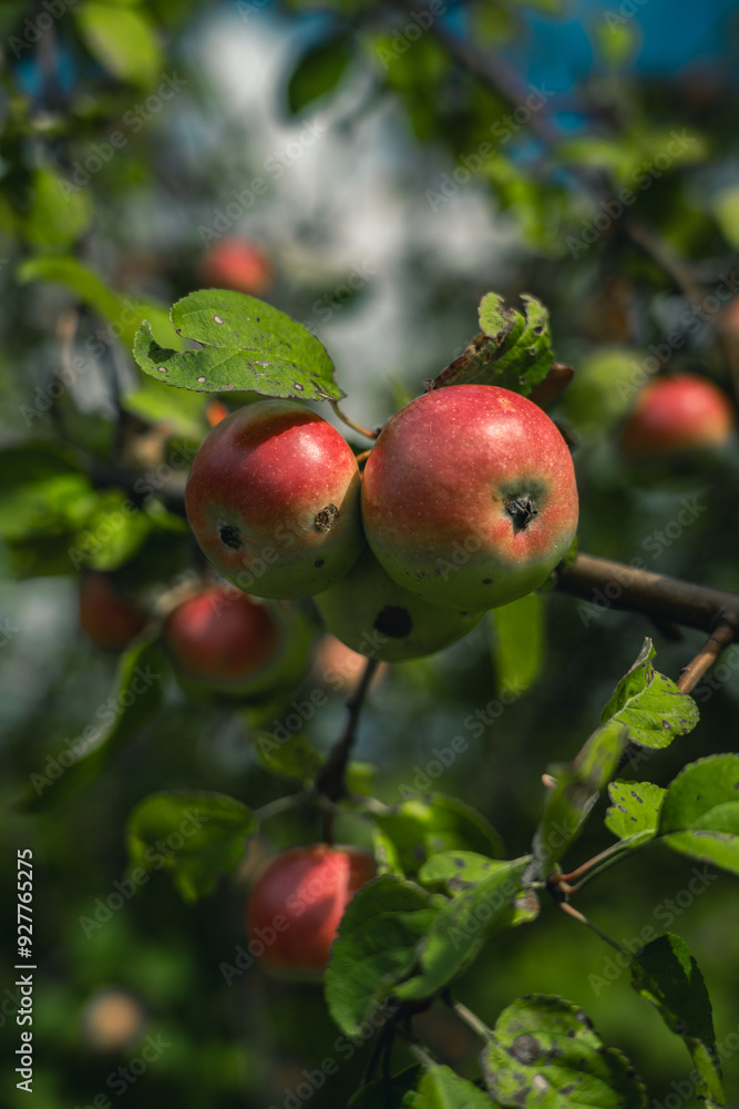 Young apples ripen on a branch. A young, fertile apple tree Young apples ripen on a branch. A young, fertile apple tree