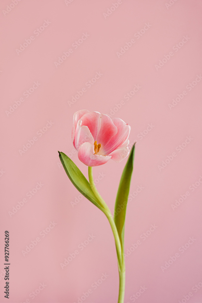 Elegant close-up of a delicate pink tulip with soft petals against pale pink background. The simple composition with green leaves, serene and graceful floral scene. Pastel tones and minimalist style Elegant close-up of a delicate pink tulip with soft petals against pale pink background. The simple composition with green leaves, serene and graceful floral scene. Pastel tones and minimalist style