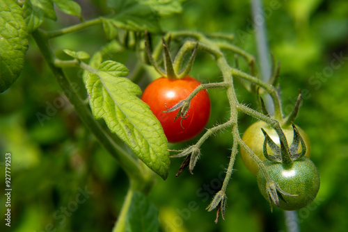 Ripe tomato on a vine