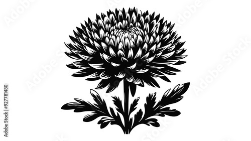 Aster flower silhouette vector illustration.