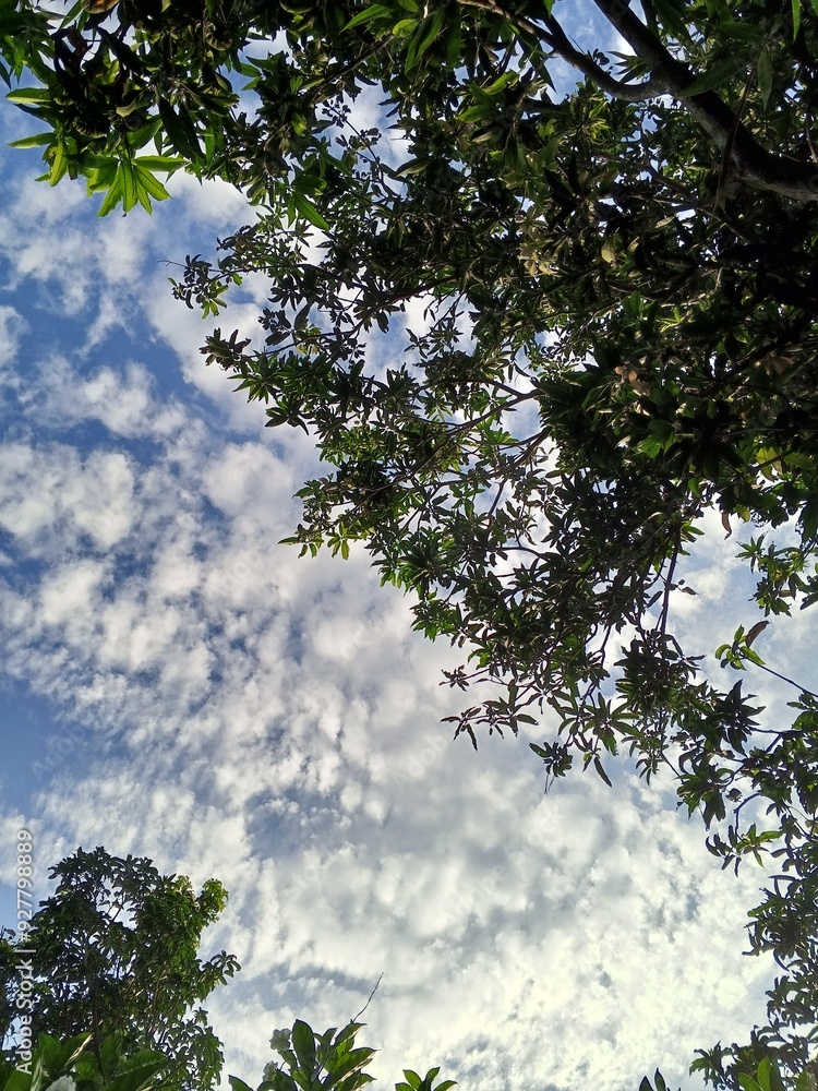 Fototapeta premium leaves against sky