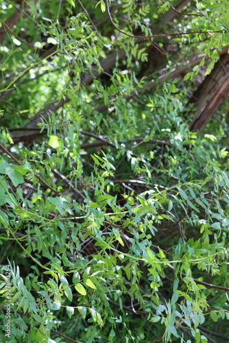 Southern Black Walnut, Juglans Californica, an entrancing native monoecious perennial arborescent shrub displaying new seasonal foliage elegantly emerging during Spring in the Santa Monica Mountains. photo