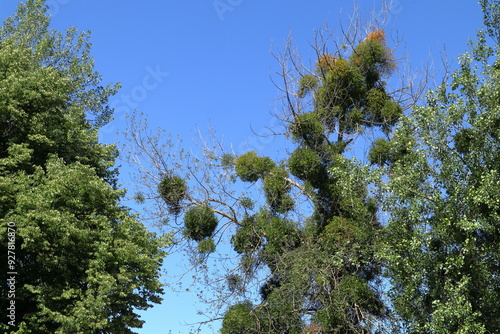 Mistletoe with green leaf trees. Summer day. Solna, Stockholm, Sweden. photo