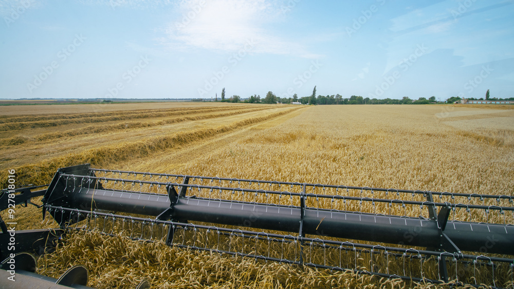 View of a combine harvester's cutting bar from the cab, capturing the wheat harvesting process. Modern agricultural machinery in action during harvest season. Farming efficiency.