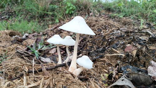 Mushroom in the  Field - ,White mushrooms grow in clusters or scattered across grassy areas. These fungi thrive in moist soil and often appear after rainfall. They vary in size from small to medium an