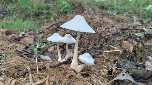 Mushroom in the  Field - ,White mushrooms grow in clusters or scattered across grassy areas. These fungi thrive in moist soil and often appear after rainfall. They vary in size from small to medium an