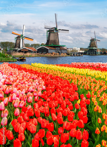 one dutch windmill over tulips