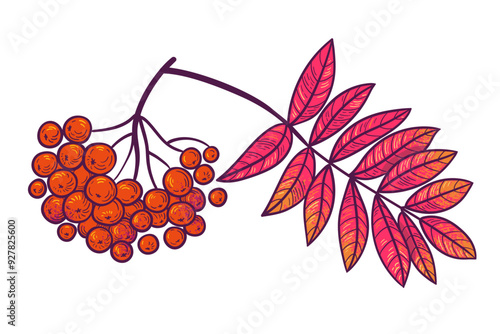 Rowan tree branch with red autumn leaves and berries