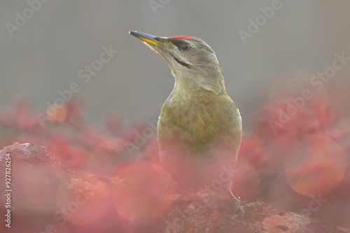 Greyheaded woodpecker Picus canus bird songbird wildlife nature predator cock o the north, beautiful animal mountain finch, animal, bird watching ornithology, flower bud fauna wildlife Europe photo