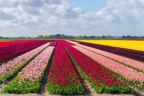 Dutch yellow tulip fields in sunny day