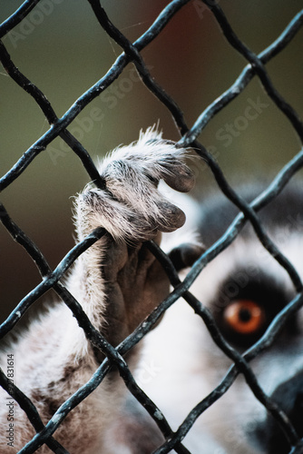 close up on the hands of a lemur at the zoo holding on to the fences