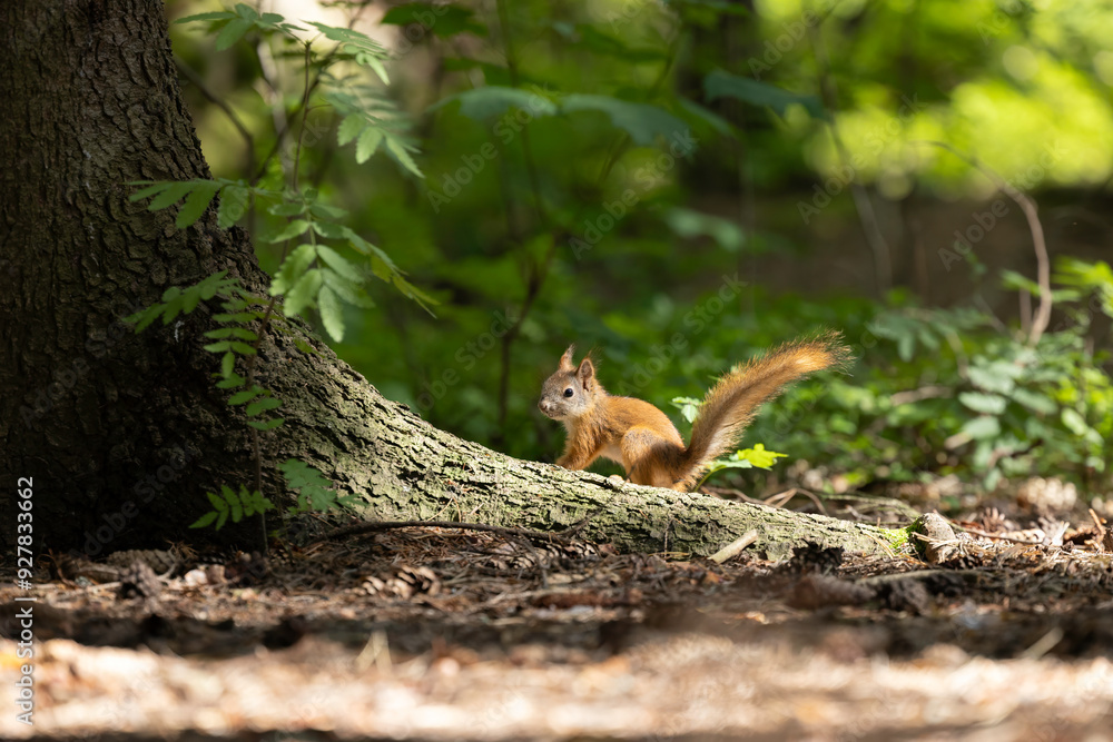 The red squirrel, sciurus vulgaris, in a public park in Finland. The red squirrel, sciurus vulgaris, in a public park in Finland.