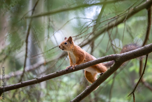 The red squirrel, sciurus vulgaris, in a public park in Finland. photo