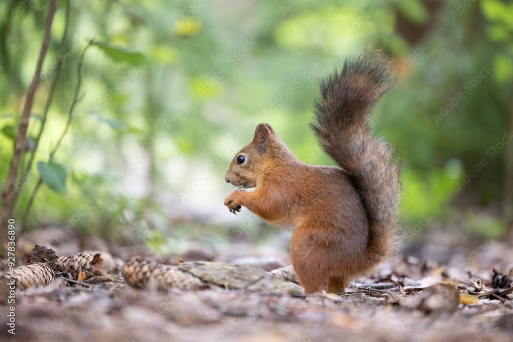 The red squirrel, sciurus vulgaris, in a public park in Finland. The red squirrel, sciurus vulgaris, in a public park in Finland.