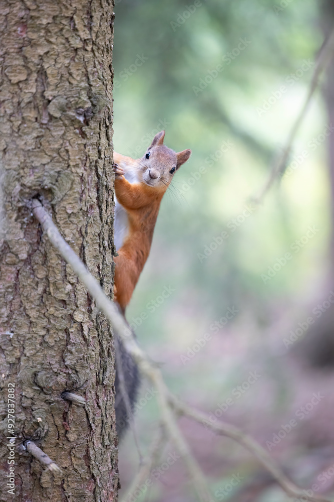 The red squirrel, sciurus vulgaris, in a public park in Finland. The red squirrel, sciurus vulgaris, in a public park in Finland.
