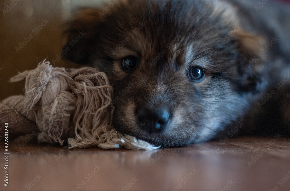 Portrait of a cute head of a dog lying on the floor
