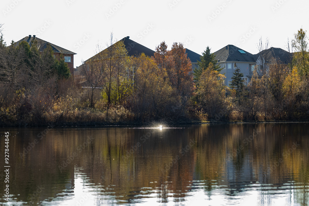 Fototapeta premium Autumnal suburban landscape reflected in calm lake waters, flanked by trees with changing leaves and modern houses. Taken in Toronto, Canada.