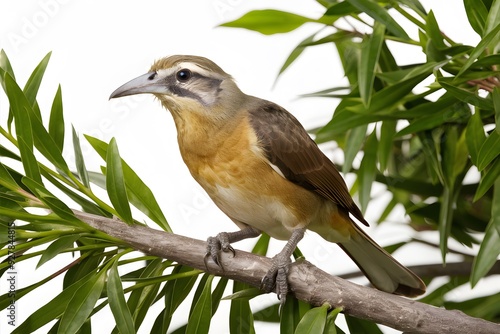 Lyrebird Perched on a Branch in Nature, Realistic Photo, Wallpaper, Cover and Screen for Smartphone, Cell Phone, Computer, Laptop