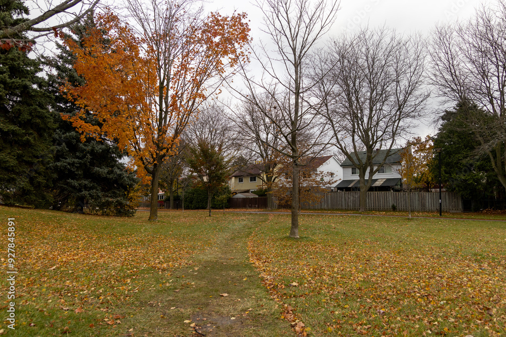 Autumnal scene with scattered leaves on grass - bare trees and a fence against suburban homes under an overcast sky. Taken in Toronto, Canada. Autumnal scene with scattered leaves on grass - bare trees and a fence against suburban homes under an overcast sky. Taken in Toronto, Canada.