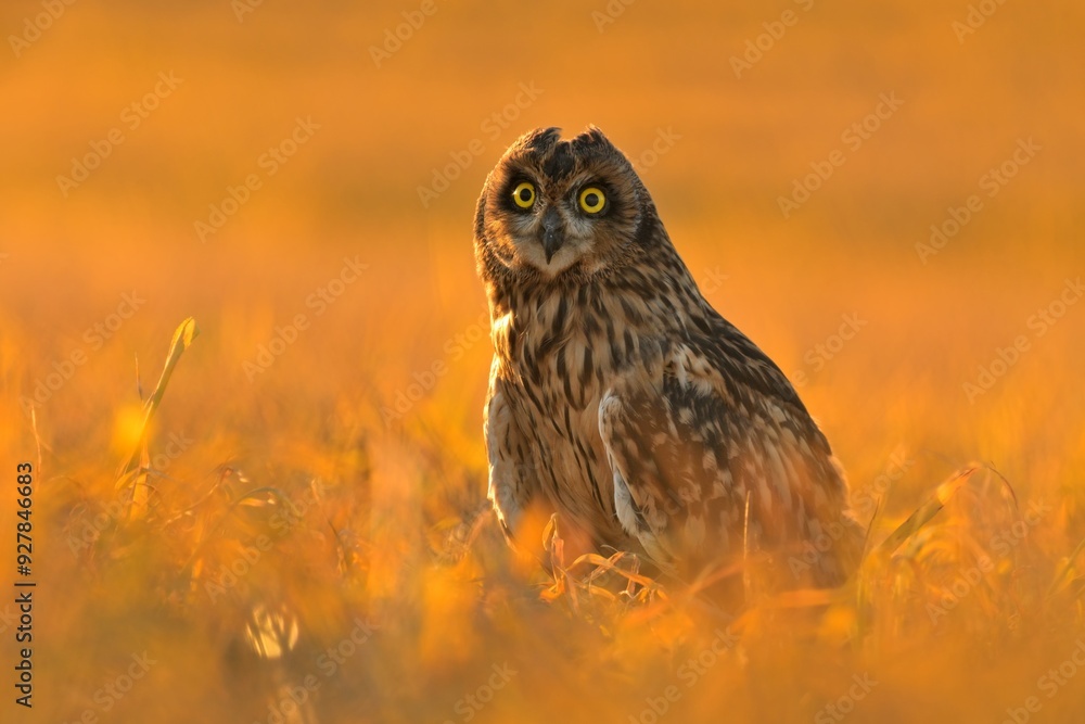 Short-eared owl Asio flammeus bird young northern long-eared owl feather sitting on branch dusty fluff wild nature lesser horned cat, beautiful animal, bird watching ornithology, fauna wildlife Europe Short-eared owl Asio flammeus bird young northern long-eared owl feather sitting on branch dusty fluff wild nature lesser horned cat, beautiful animal, bird watching ornithology, fauna wildlife Europe
